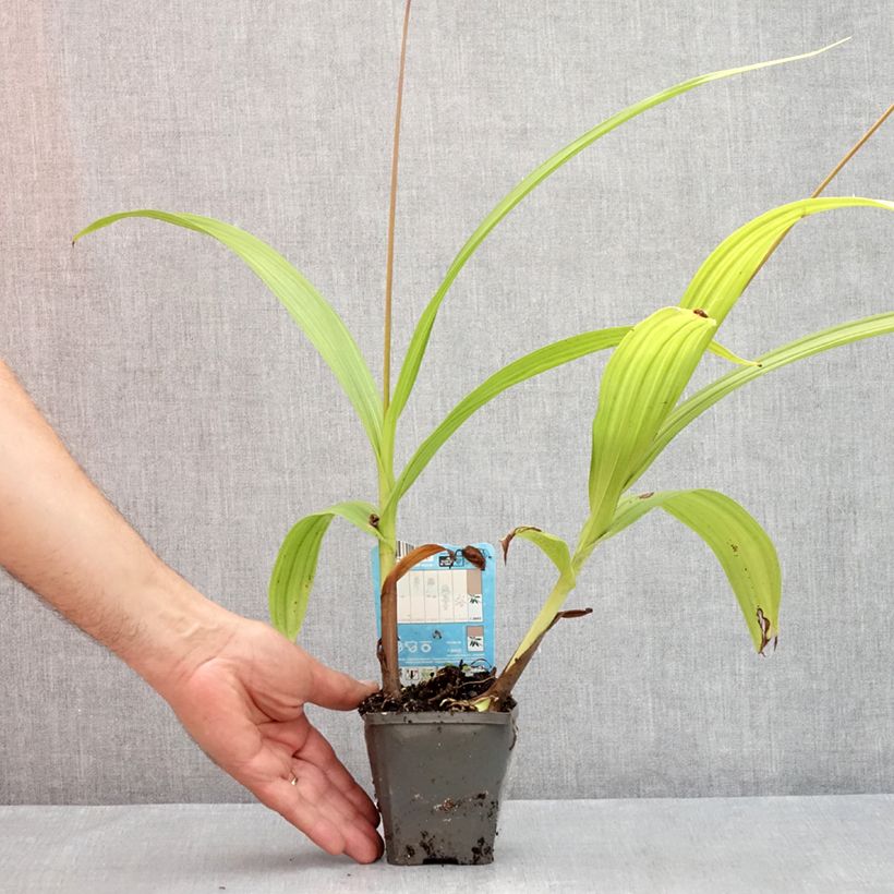Esemplare di Bletilla striata - Orchidée jacinthe Vasetto da 8/9 cm consegnato in estate