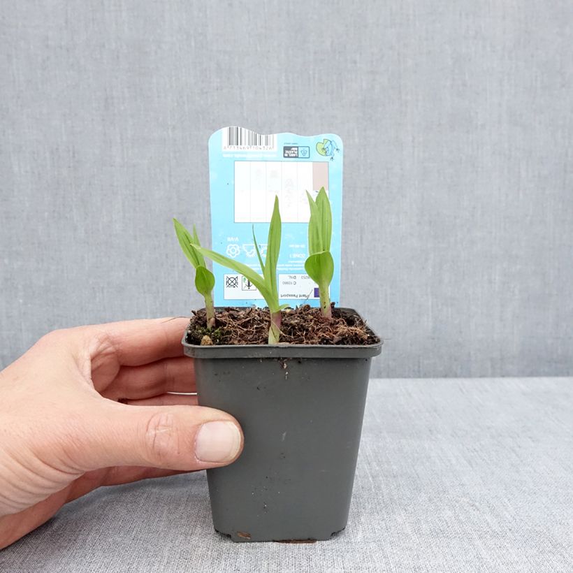 Bletilla striata - Orchidée jacinthe Vasetto da 8/9 cm esemplare consegnato in primavera