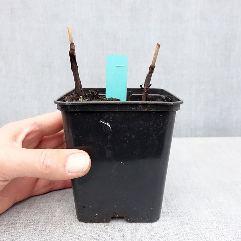 Bletilla striata Purple Vasetto da 8/9 cm esemplare consegnato in primavera