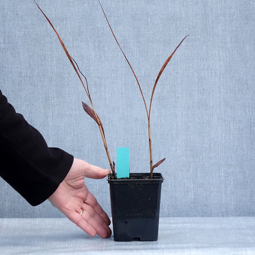 Bletilla striata Purple Vasetto da 8/9 cm esemplare consegnato in inverno