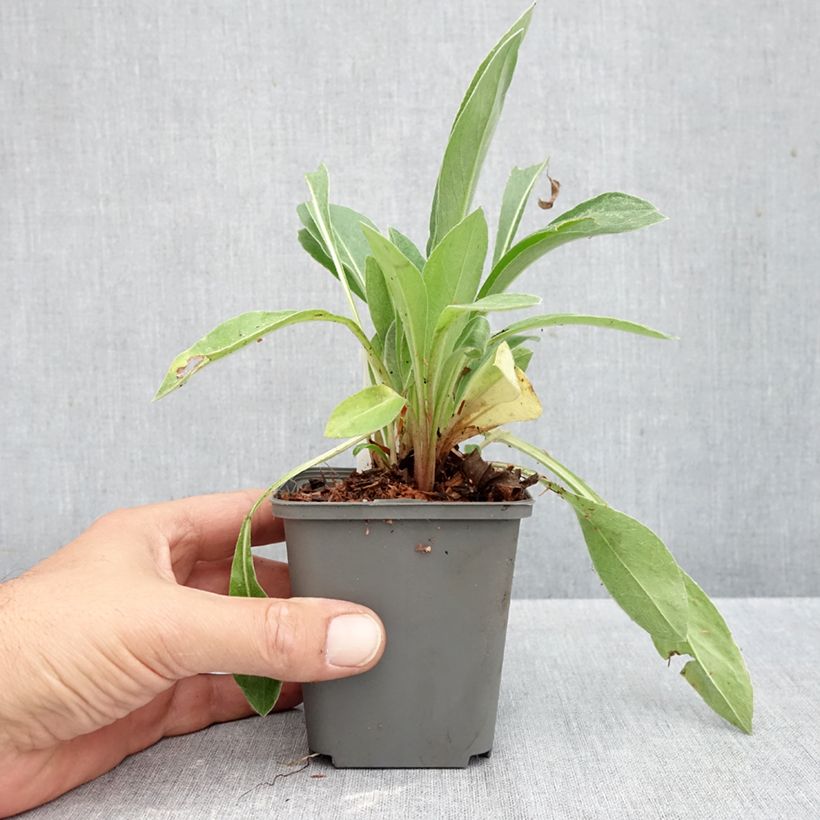 Esemplare di Centaurea montana Violetta - Fiordaliso montano Vasetto da 8/9 cm come consegnato in autunno