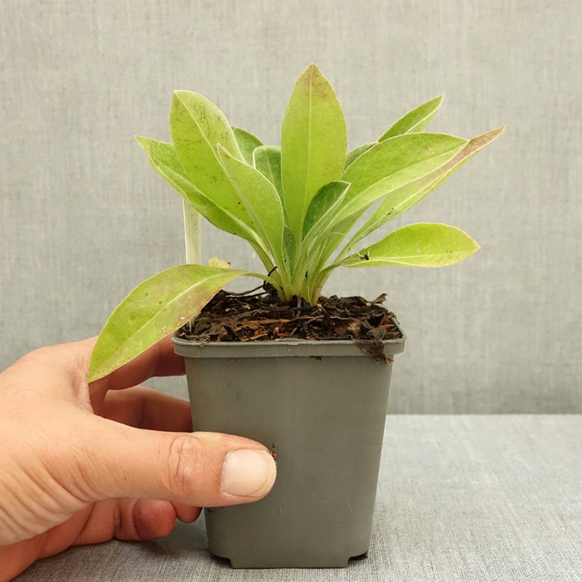 Esemplare di Centaurea montana Violetta - Fiordaliso montano Vasetto da 8/9 cm consegnato in estate