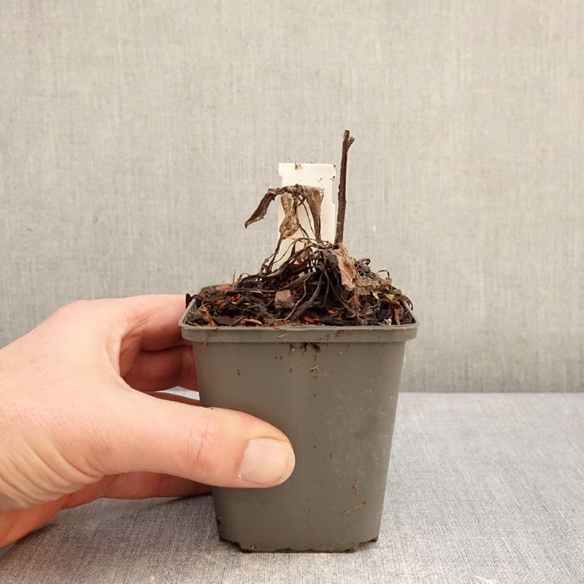 Centaurea montana Violetta - Fiordaliso montano Vasetto da 8/9 cm esemplare consegnato in inverno