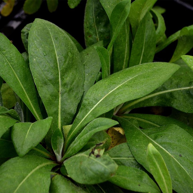 Centaurea montana Carnea - Fiordaliso montano (Fogliame)