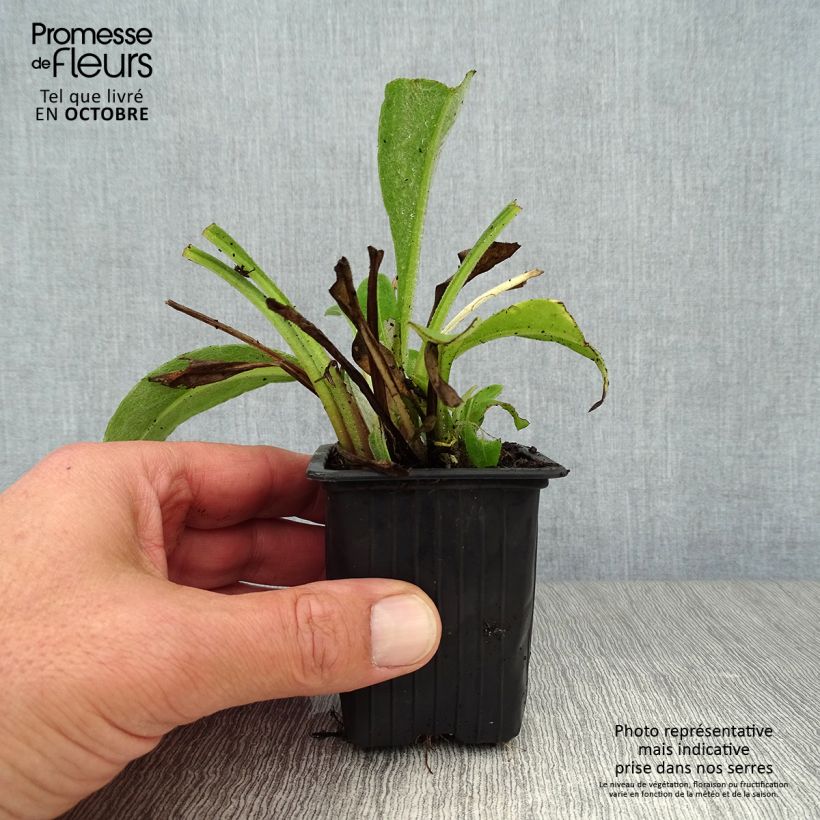 Esemplare di Centaurea montana - Fiordaliso montano Vasetto da 7/8 cm come consegnato in autunno