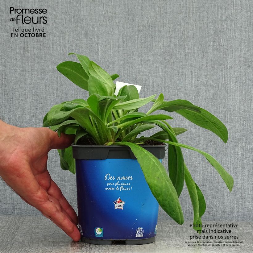 Esemplare di Centaurea montana - Fiordaliso montano Vaso da 2L/3L come consegnato in autunno
