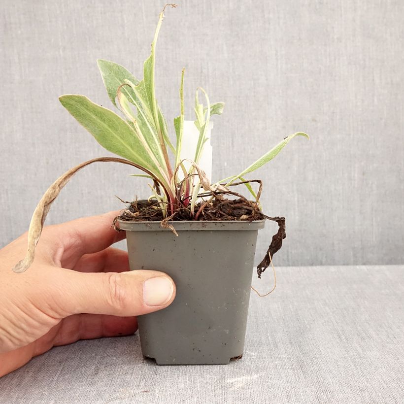 Esemplare di Centaurea montana Sulphurea - Fiordaliso montano Vasetto da 8/9 cm come consegnato in autunno