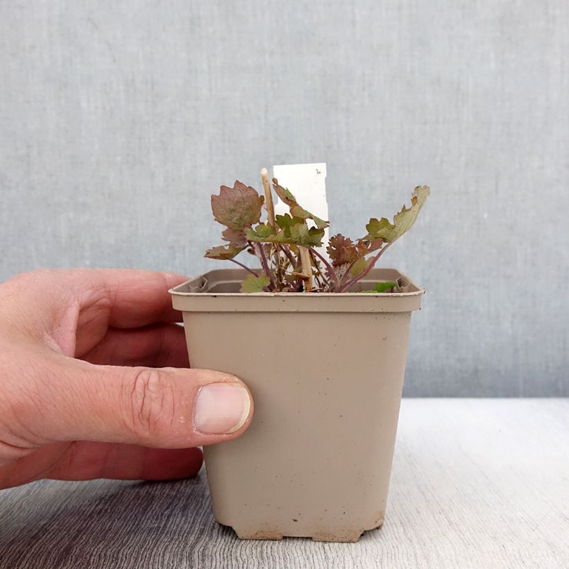 Macleaya cordata Flamingo Vasetto da 8/9 cm esemplare consegnato in primavera