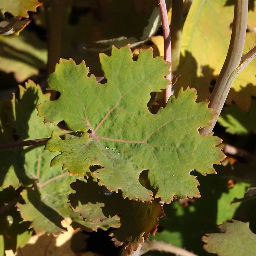 Macleaya microcarpa Spetchley Ruby (Fogliame)