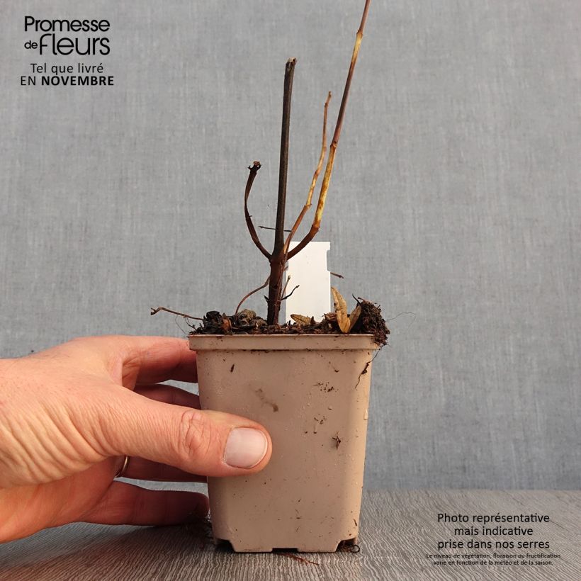 Esemplare di Boehmeria platanifolia Vasetto da 8/9 cm come consegnato in autunno