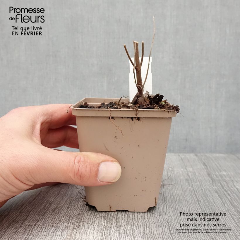 Boehmeria platanifolia Vasetto da 8/9 cm esemplare consegnato in inverno