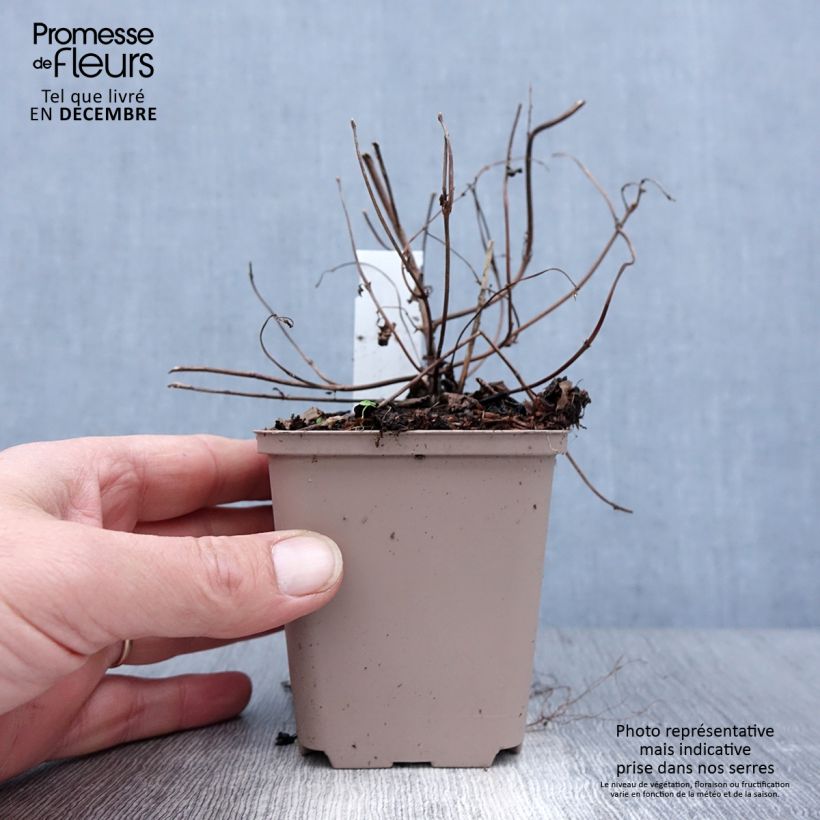 Boehmeria tricuspis Vasetto da 8/9 cm esemplare consegnato in inverno