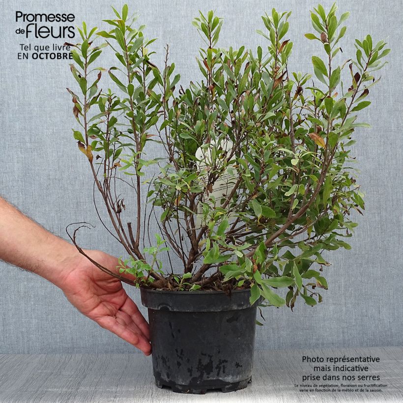 Esemplare di Myrica gale - Mirto di palude Vaso da 2L/3L come consegnato in autunno