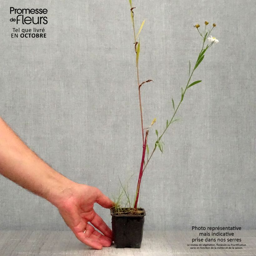 Esemplare di Boltonia asteroides Latisquama Vasetto da 8/9 cm come consegnato in autunno