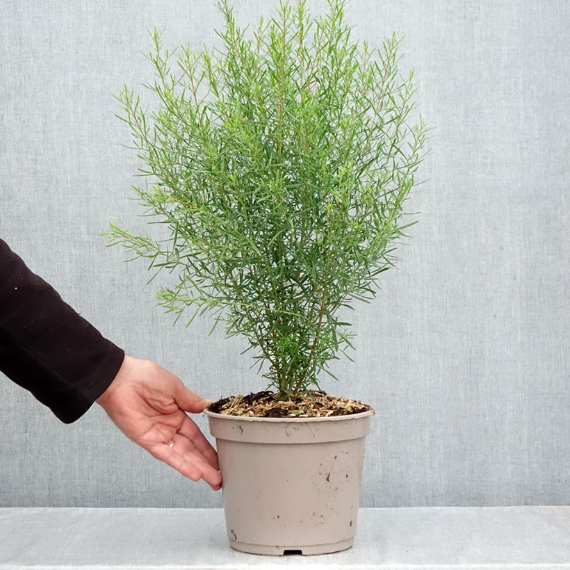 Esemplare di Boronia heterophylla Vaso da 3L/4L come consegnato in autunno