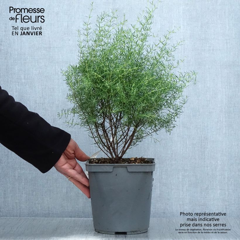 Boronia megastigma Tui Vaso da 4L/5L esemplare consegnato in inverno