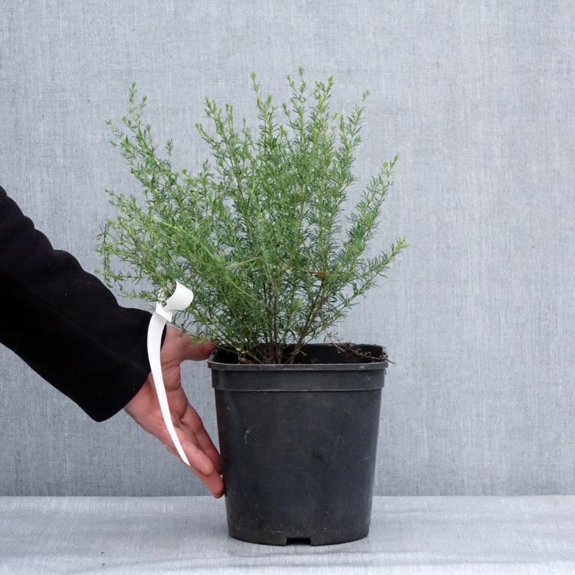 Boronia pilosa Rose Blossom Vaso da 4L/5L esemplare consegnato in inverno