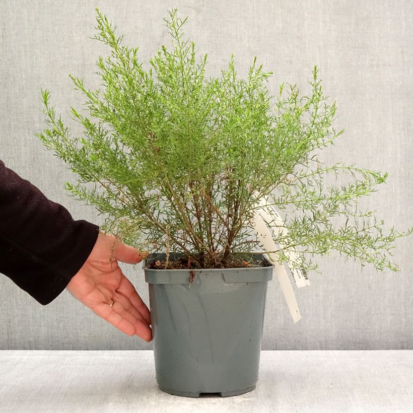 Boronia pilosa Rose Blossom Vaso da 4L/5L esemplare consegnato in primavera
