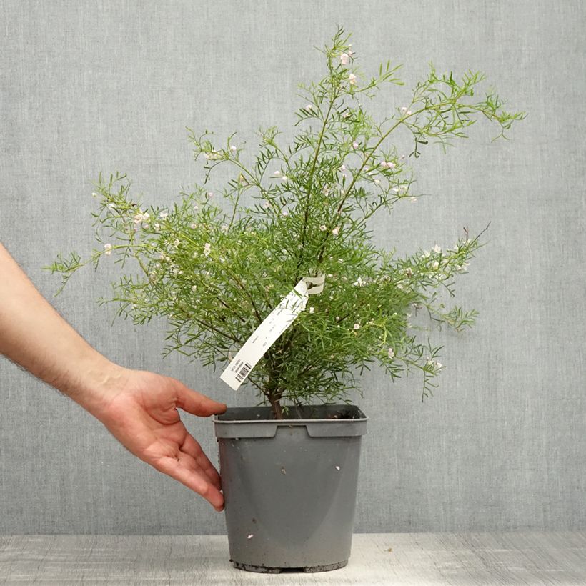 Boronia pinnata var. muelleri Vaso da 4L/5L esemplare consegnato in primavera