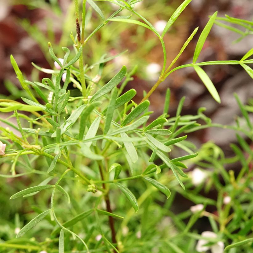 Boronia pinnata var. muelleri (Fogliame)