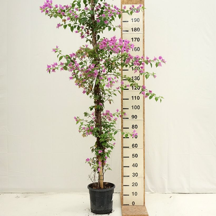 Esemplare di Bougainvillea glabra Sanderiana Vaso da 12L/15L consegnato in estate