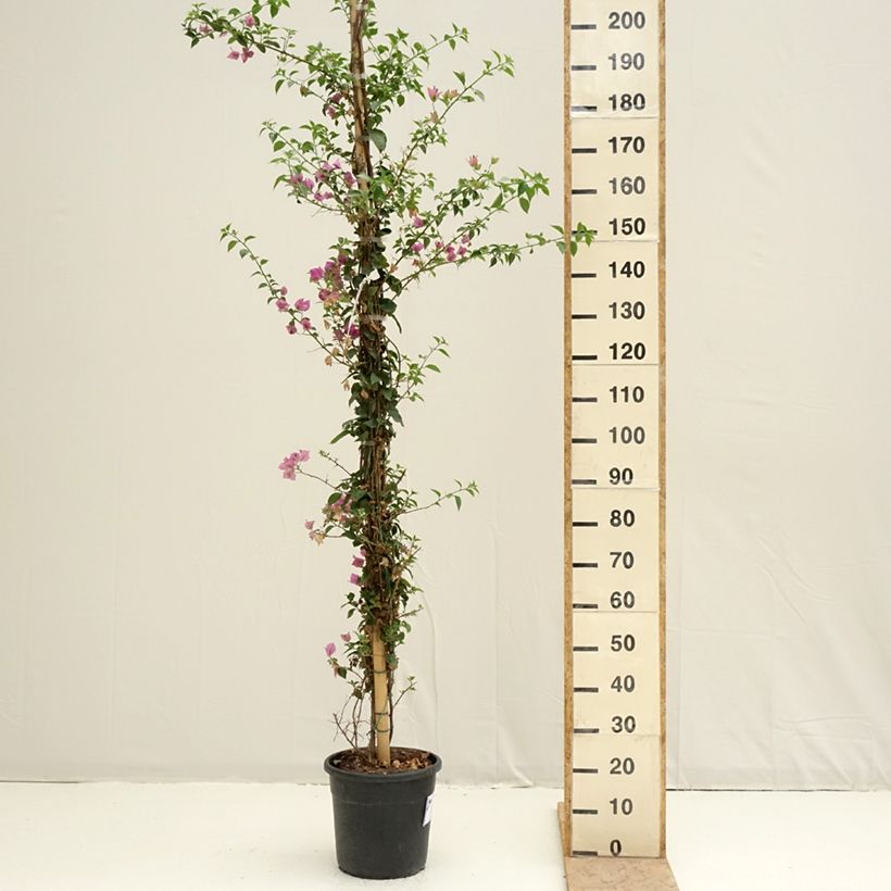 Bougainvillea glabra Sanderiana Vaso da 12L/15L esemplare consegnato in primavera