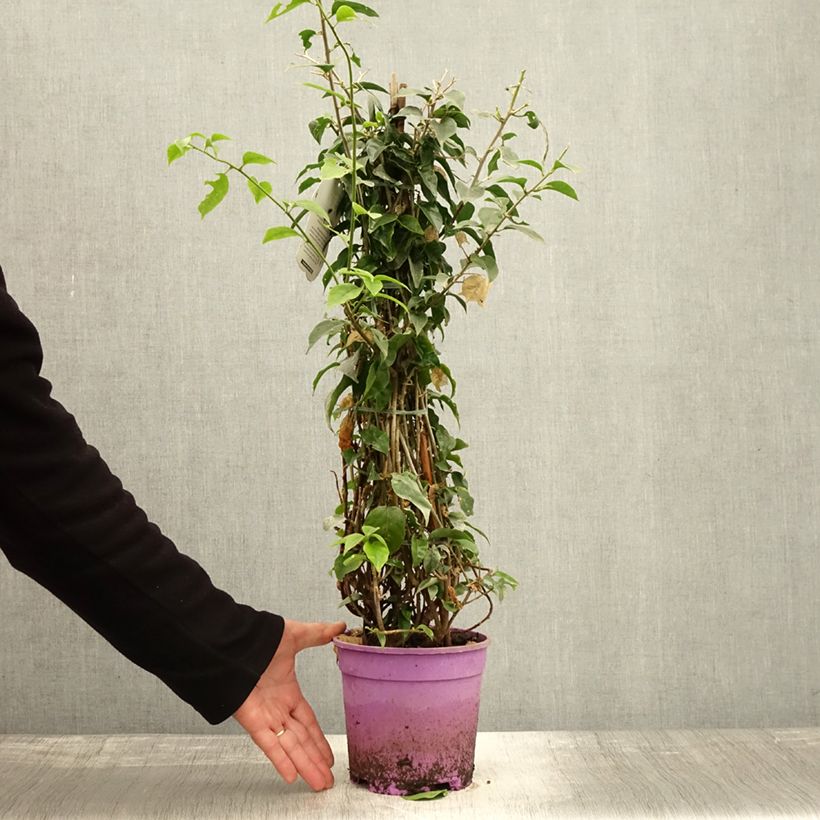 Esemplare di Bougainvillea glabra Sanderiana Vaso da 2L/3L come consegnato in autunno