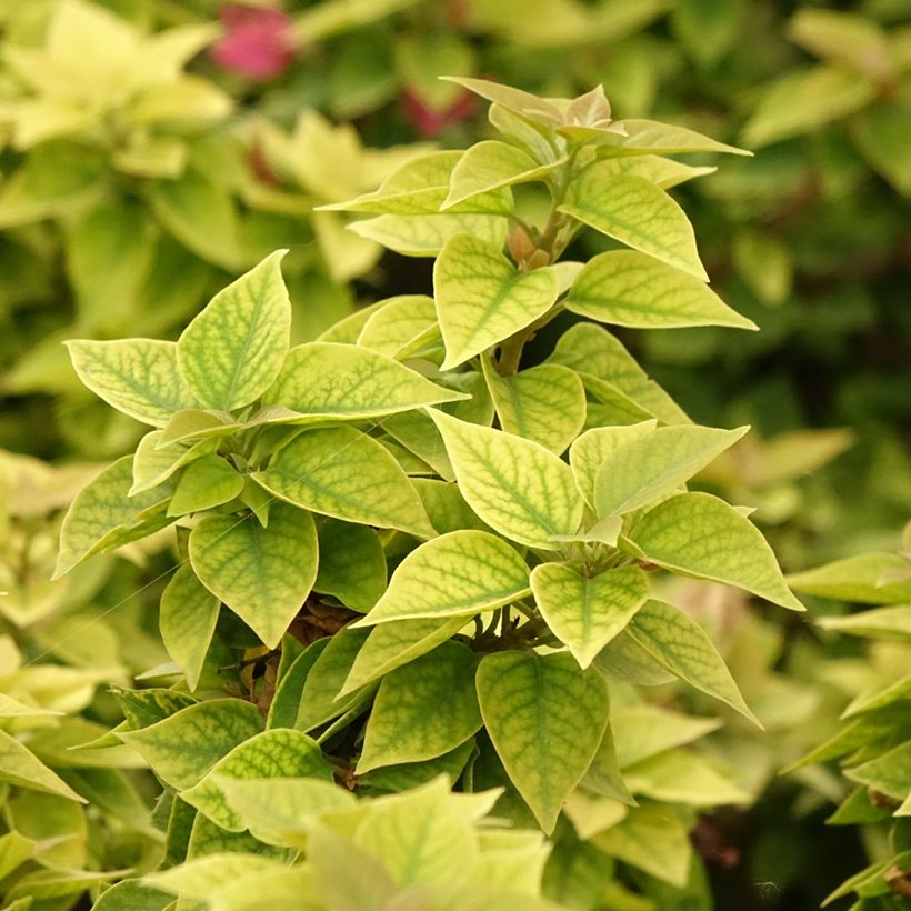 Bougainvillea Mini Thaï (Fogliame)