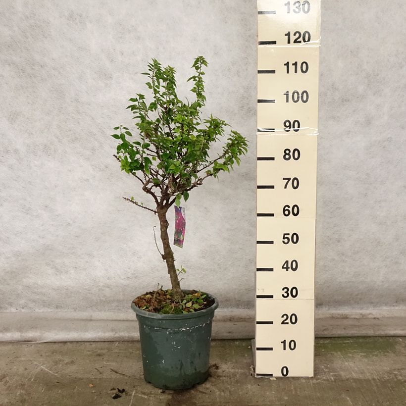 Esemplare di Bougainvillea Mini Thaï Vaso da 12L/15L come consegnato in autunno