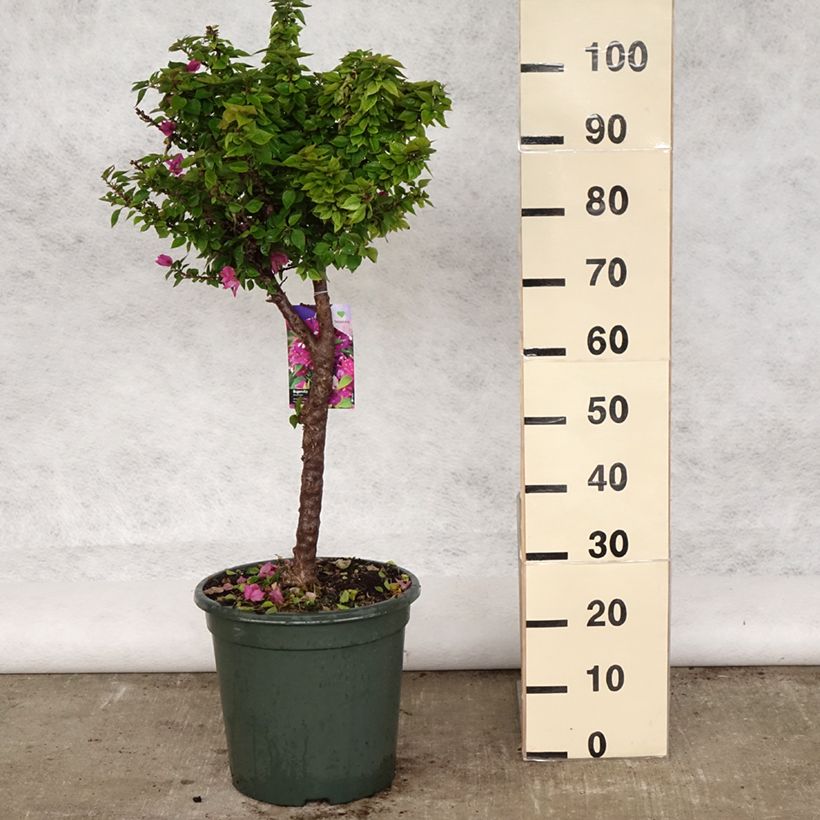 Bougainvillea Mini Thaï Vaso da 12L/15L esemplare consegnato in primavera
