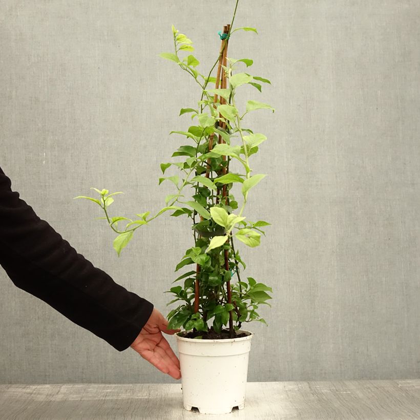 Esemplare di Bougainvillea spectabilis Bianco Vaso da 2L/3L come consegnato in autunno