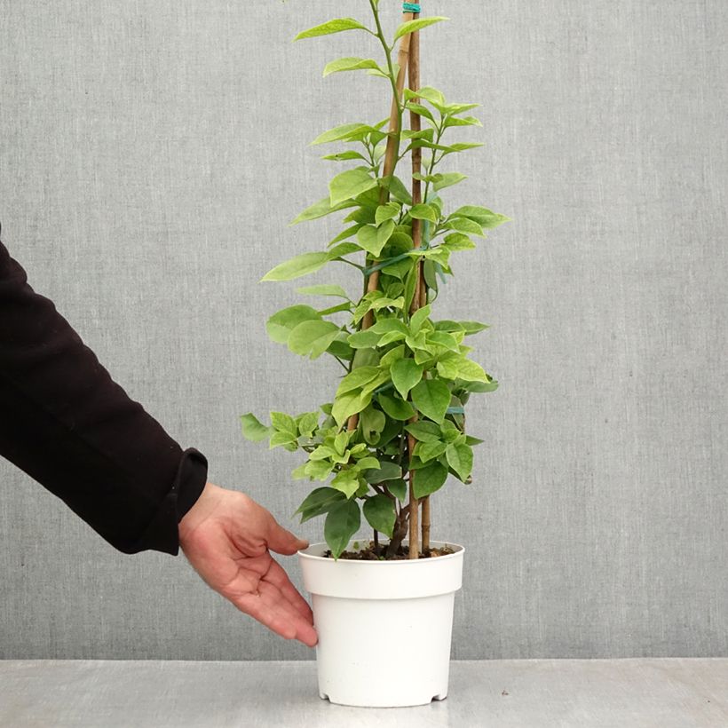 Esemplare di Bougainvillea spectabilis Bianco-rosa Vaso da 2L/3L come consegnato in autunno