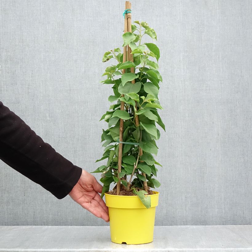 Esemplare di Bougainvillea spectabilis Giallo Vaso da 2L/3L come consegnato in autunno