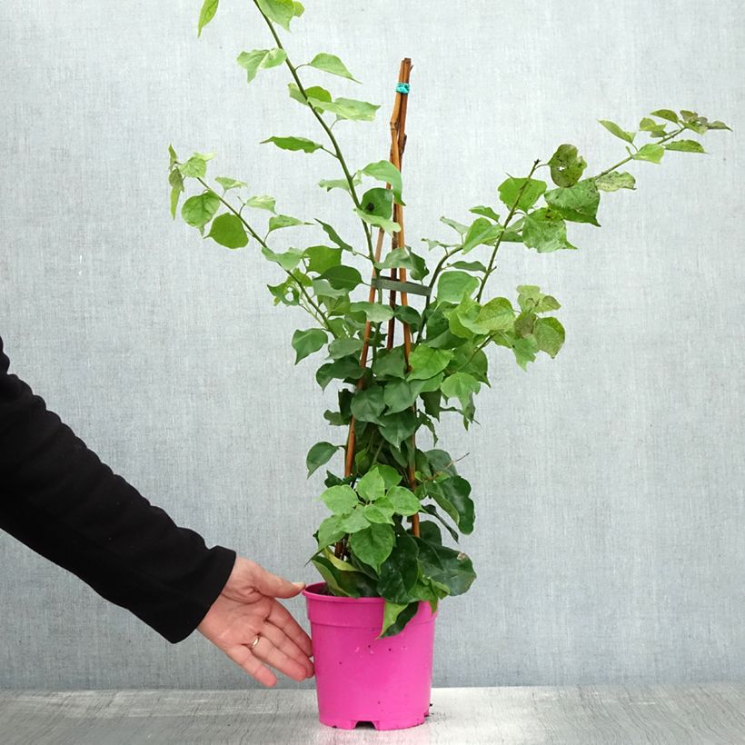 Esemplare di Bougainvillea spectabilis Porpora violaceo Vaso da 2L/3L come consegnato in autunno