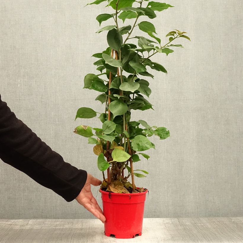 Esemplare di Bougainvillea spectabilis Rosso scuro Vaso da 2L/3L come consegnato in autunno