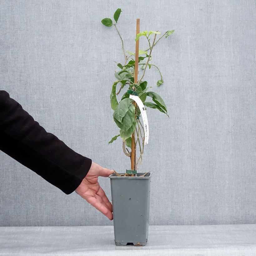 Bougainvillea Violet de Meze Vaso da 1,5L/2L esemplare consegnato in inverno