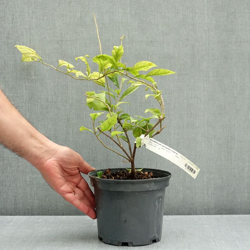 Esemplare di Bougainvillea Violet de Meze Vaso da 3L/4L come consegnato in autunno