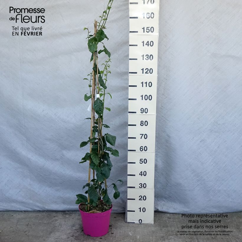Bougainvillea Violet de Meze Vaso da 7,5L/10L esemplare consegnato in inverno