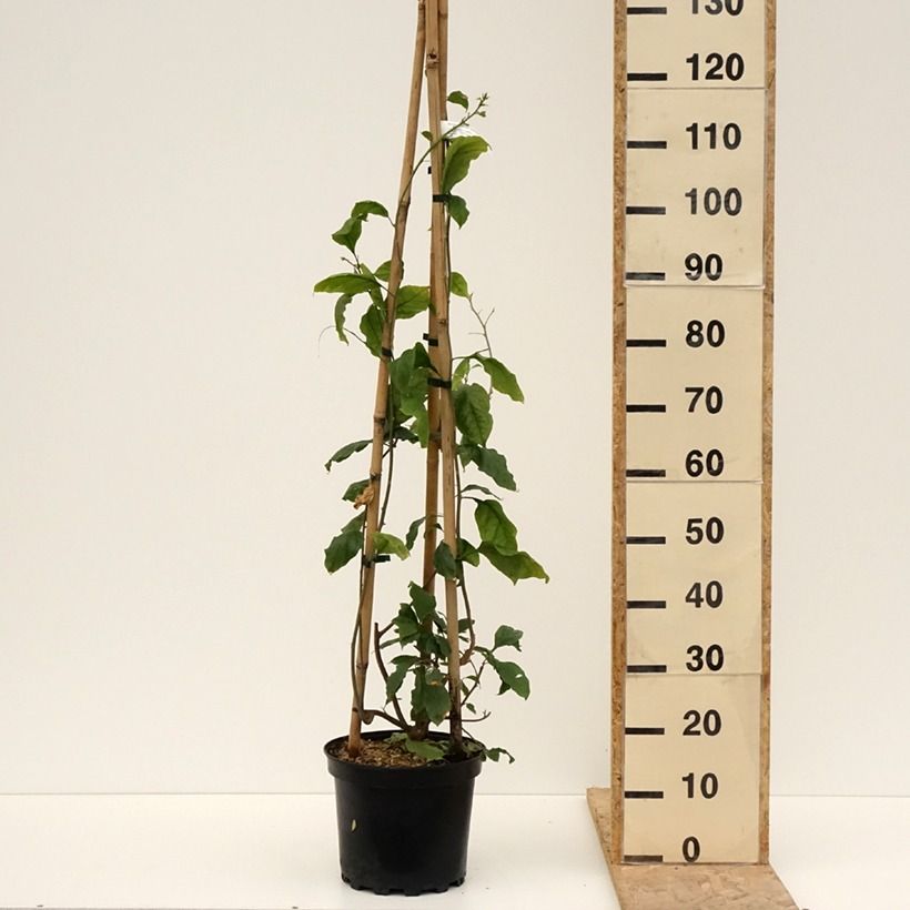 Bougainvillea Violet de Meze Vaso da 7,5L/10L esemplare consegnato in primavera