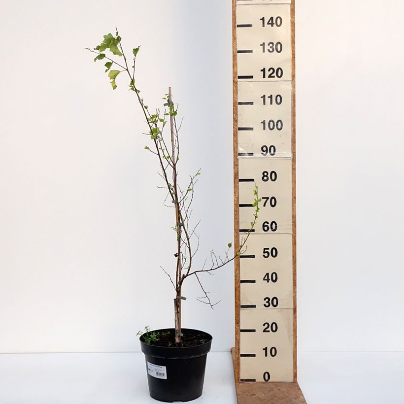 Esemplare di Betula pendula Obelisk - Betulla bianca Vaso da 7,5L/10L come consegnato in autunno
