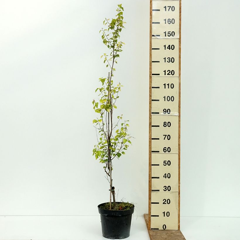 Esemplare di Betula pendula Obelisk - Betulla bianca Vaso da 7,5L/10L consegnato in estate