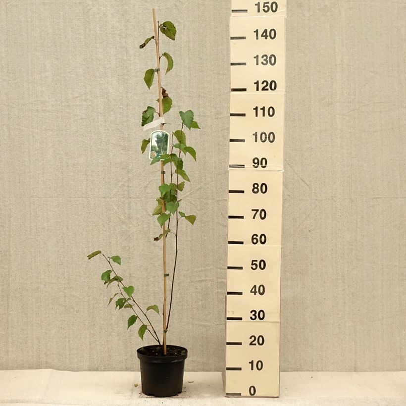 Esemplare di Betula albosinensis Fascination - Betulla cinese Vaso da 2L/3L come consegnato in autunno