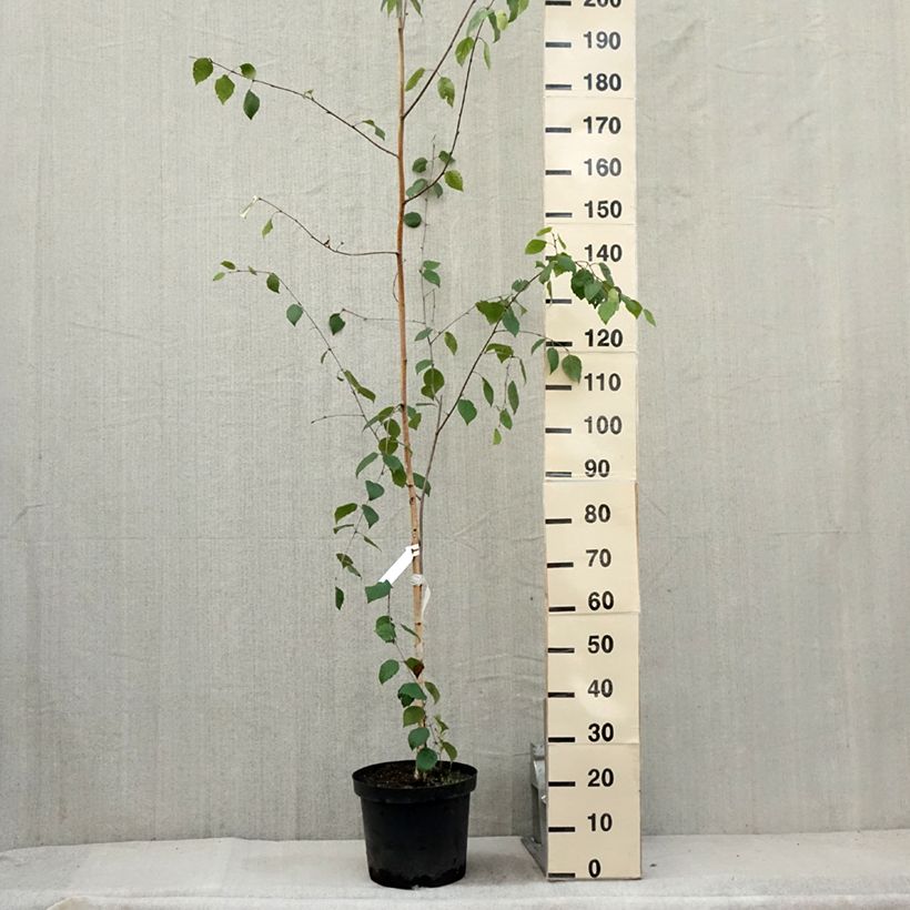 Esemplare di Betula utilis var. jacquemontii - Betulla dell’Himalaya Vaso da 4L/5L consegnato in estate