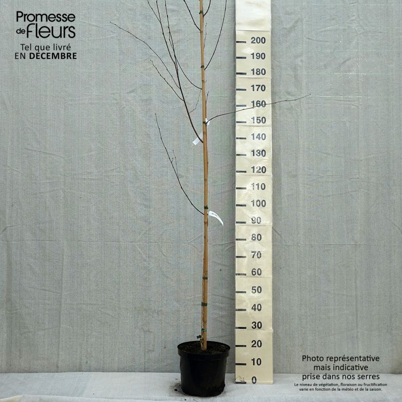 Betula utilis var. jacquemontii - Betulla dell’Himalaya Vaso da 4L/5L esemplare consegnato in inverno