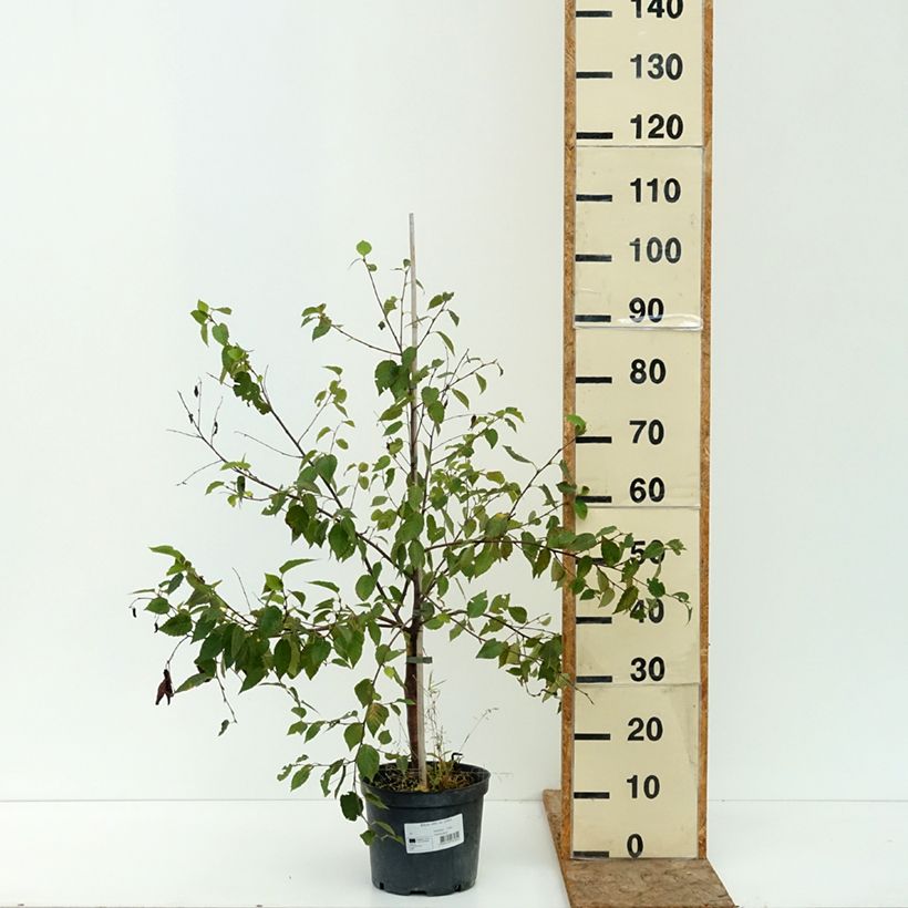Esemplare di Betula utilis var. prattii - Betulla dell’Himalaya Vaso da 4L/5L consegnato in estate