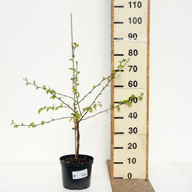 Betula utilis var. prattii - Betulla dell’Himalaya Vaso da 4L/5L esemplare consegnato in primavera