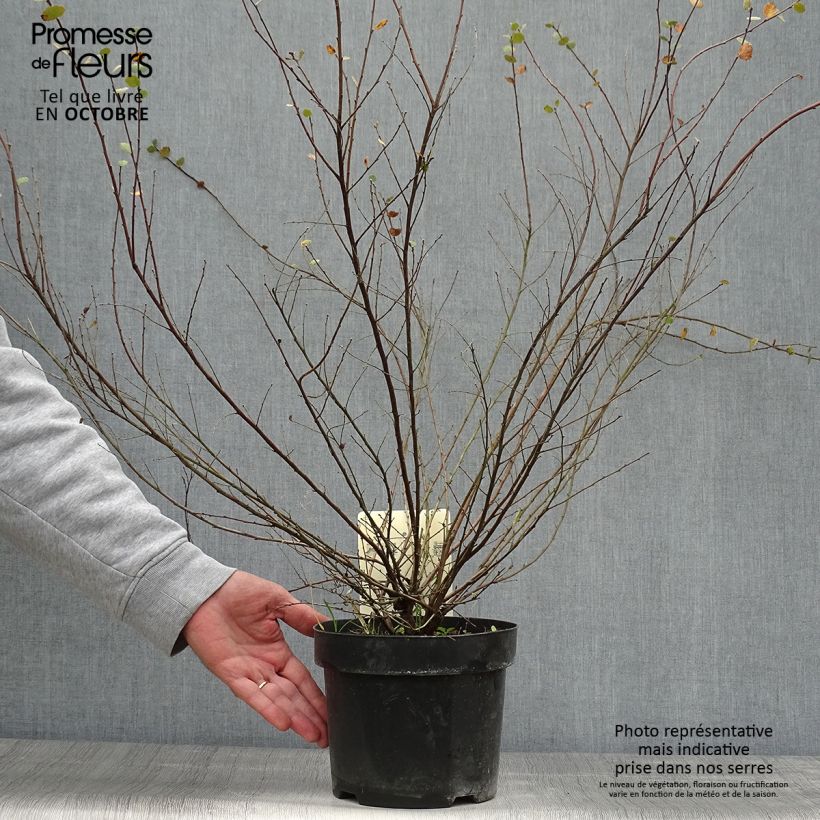 Esemplare di Betula nana - Betulla nana Vaso da 2L/3L come consegnato in autunno