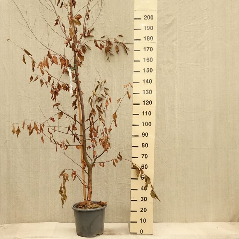 Esemplare di Betula nigra Heritage - Betulla nera Vaso da 12L/15L come consegnato in autunno