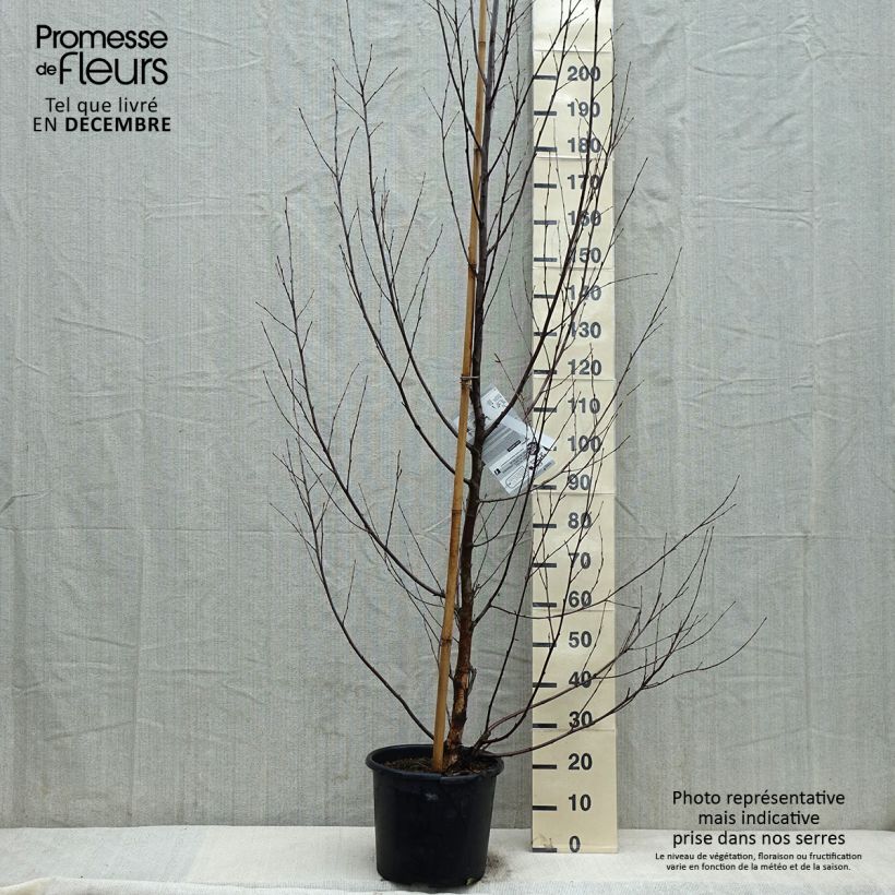 Betula nigra Heritage - Betulla nera Vaso da 12L/15L esemplare consegnato in inverno