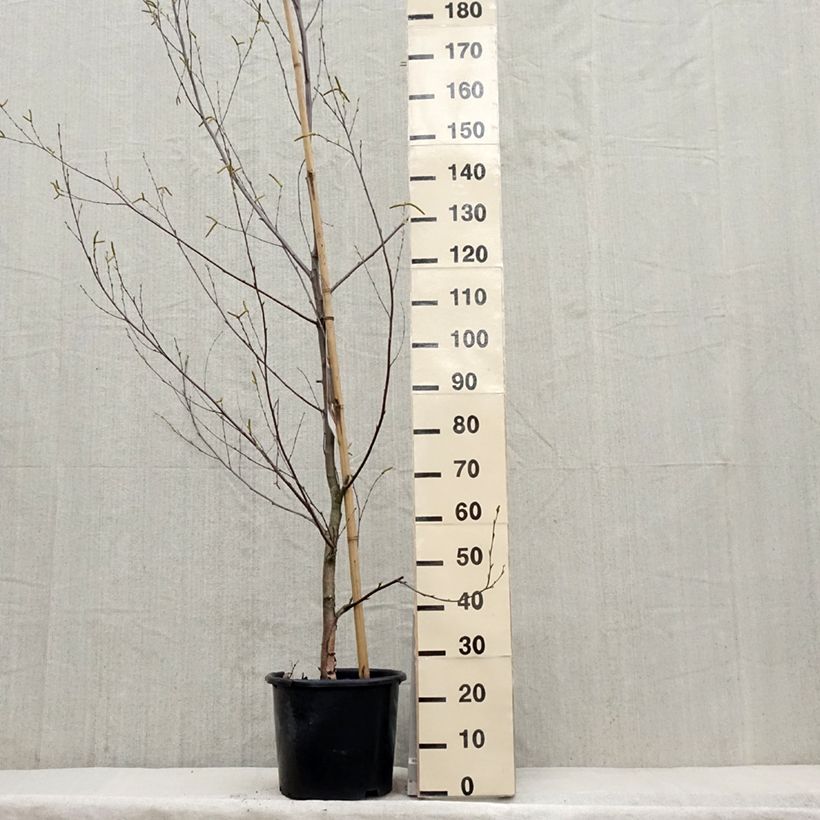 Betula nigra Heritage - Betulla nera Vaso da 12L/15L esemplare consegnato in primavera